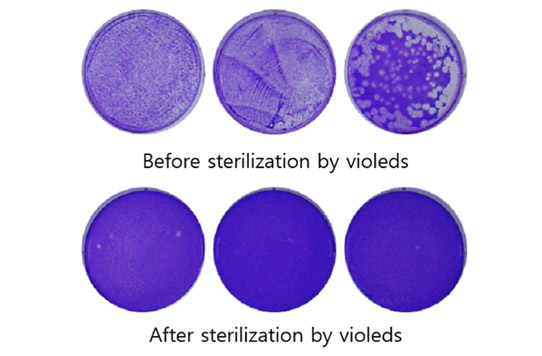 Figure 1: COVID-19 after being sterilized by Violeds. 