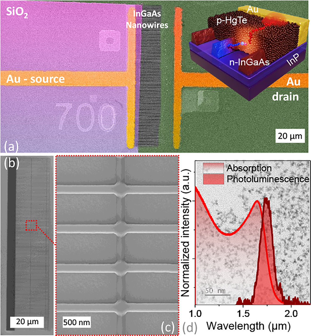 InGaAs wires/HgTe NCs hybrid device. (a) False color microscopy image of patterned nanowires. Right inset: schematic device with HgTe nanocrystal film. (b) Scanning electron microscope image of InGaAs wire array. (c) Zoomed InGaAs wire array image. (d) Normalized absorption and photoluminescence spectra of HgTe nanocrystals. Background: transmission electron microscope image of HgTe nanocrystals.