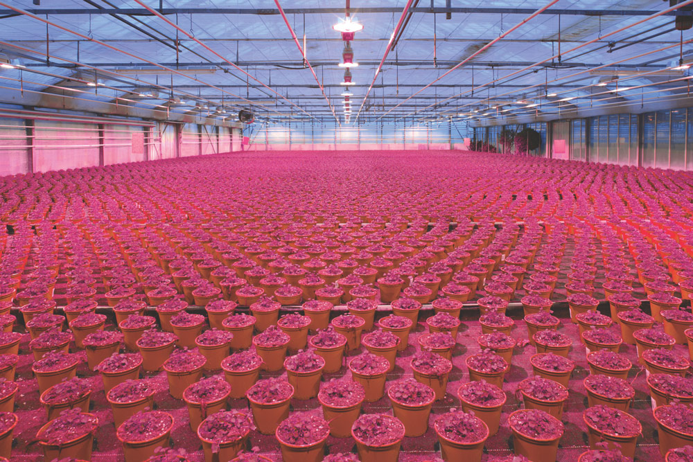 Horticultural growth application for the OSLON Optimal Red LED. Image: ams OSRAM.